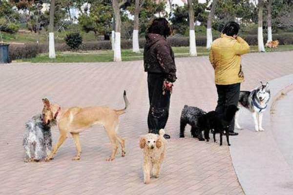 武汉女子因“遛狗冲突”坠亡，辱骂者已搬离小区，他们这是想要逃避责任吗？