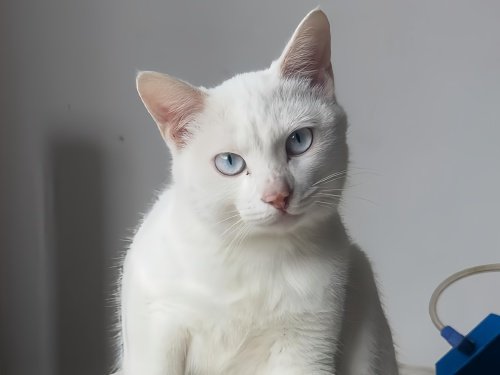 主动要求戴肛塞尾巴的小猫