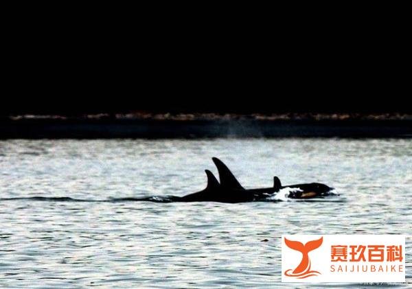 辽宁海域惊现三头海洋巨兽