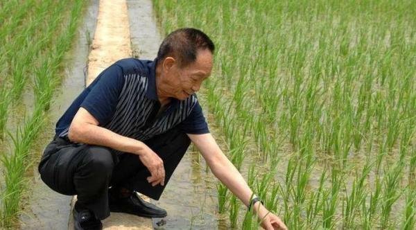为什么这么多年来诺贝尔奖都不提名袁隆平？