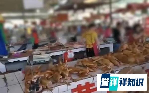 6月21日广西玉林狗肉节如期举行？国际动保组织救出10只小狗