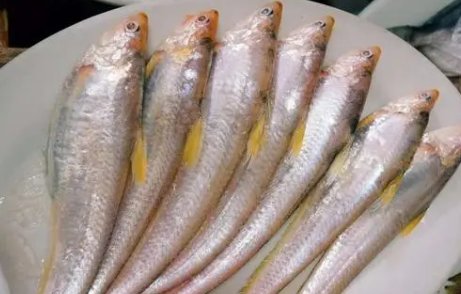 长江刀鱼和凤尾鱼的区别