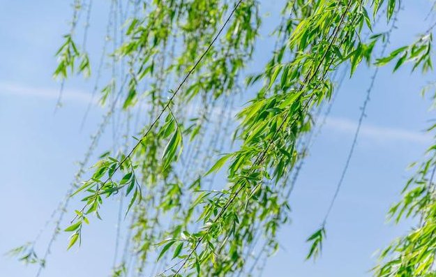 初夏的风怎么形容