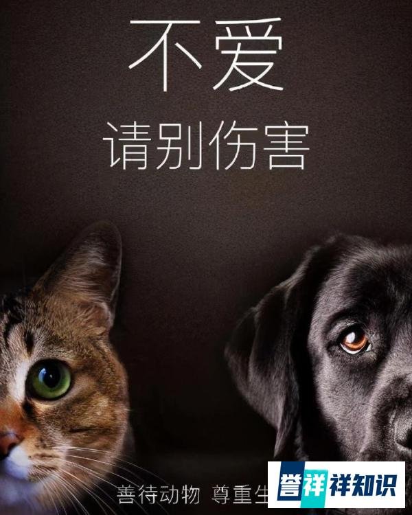 200多网友给虐猫者寄网购花圈，网店老板：一直劝退一直涨！