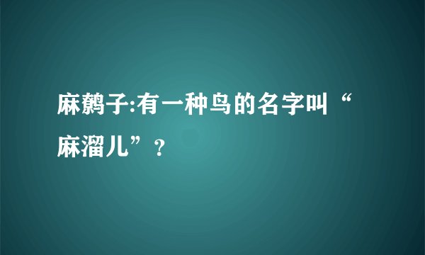 麻鹩子:有一种鸟的名字叫“麻溜儿”？