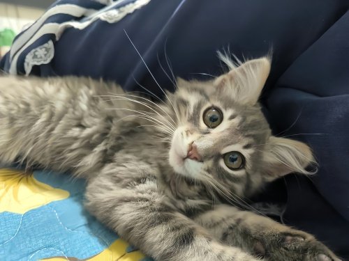 主动要求戴肛塞尾巴的小猫
