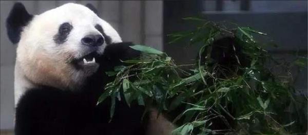 中动协回应：已派专家在美协助照料“丫丫”！我们的关注不能停止