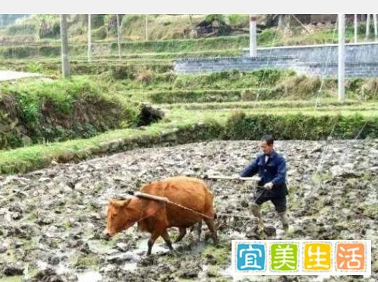 著名经济学家王福重说农民“懒惰愚蠢，不值得尊重”？