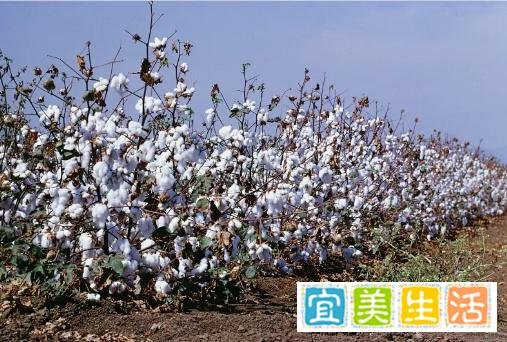 棉花的四种经济作物：亚洲棉、非洲棉、陆地棉和海岛棉