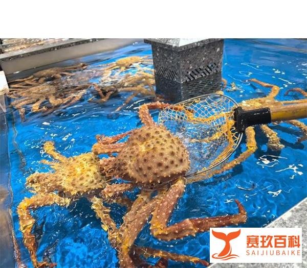 深圳买棕帝王蟹为什么便宜，多少钱？和红帝王蟹有什么区别？