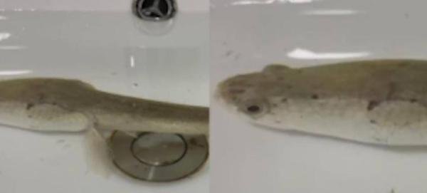 黑鱼被遗忘洗手间存活11个月掉色 这是咋情况？