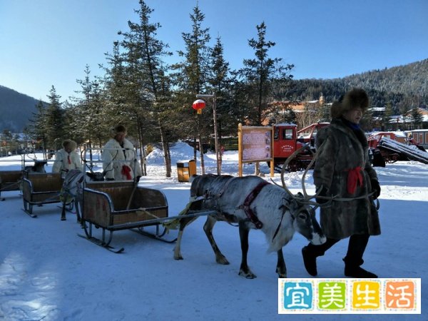 哈尔滨雪乡五日游多少钱，怎么玩方便、省钱、免踩坑