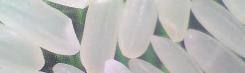 什么是注水大米？怎样鉴别注水大米？