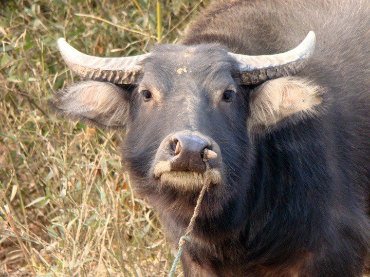 牛皮大王打一生肖动物