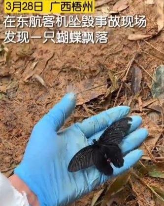 坠机事故现场有黑蝴蝶飘落 愿你化作蝴蝶魂归故里！