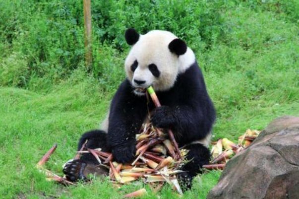 陕西秦岭大熊猫上树折樱桃花，大熊猫也吃樱树花吗？