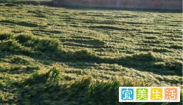 河南小麦倒伏，更多的应当是理解而不是指责