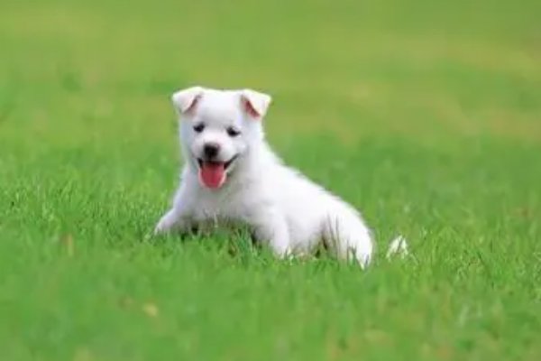 明明白白打一生肖动物