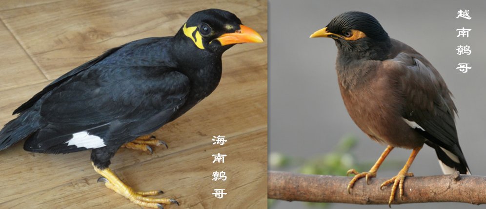 越南鹩哥和海南鹩哥的区别