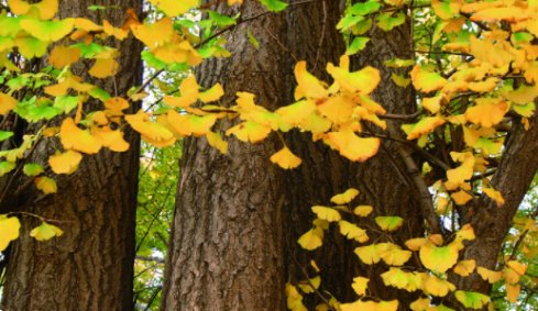 你喜欢银杏吗该怎么回