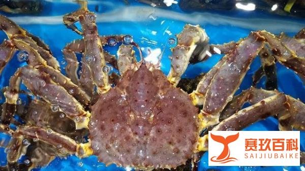 深圳买棕帝王蟹为什么便宜，多少钱？和红帝王蟹有什么区别？