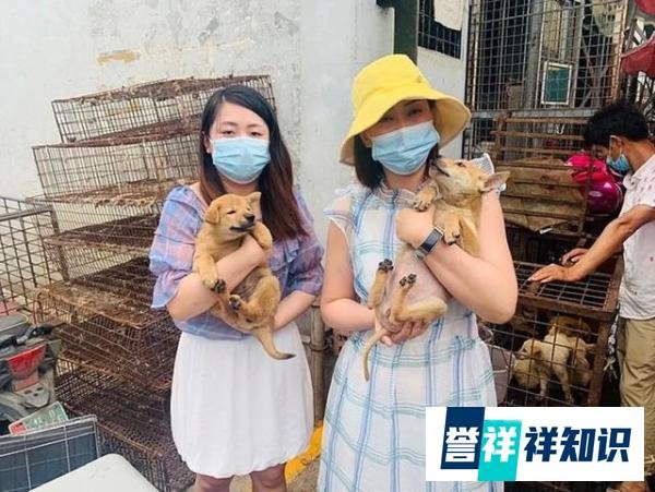 6月21日广西玉林狗肉节如期举行？国际动保组织救出10只小狗