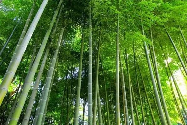 清幽的意思