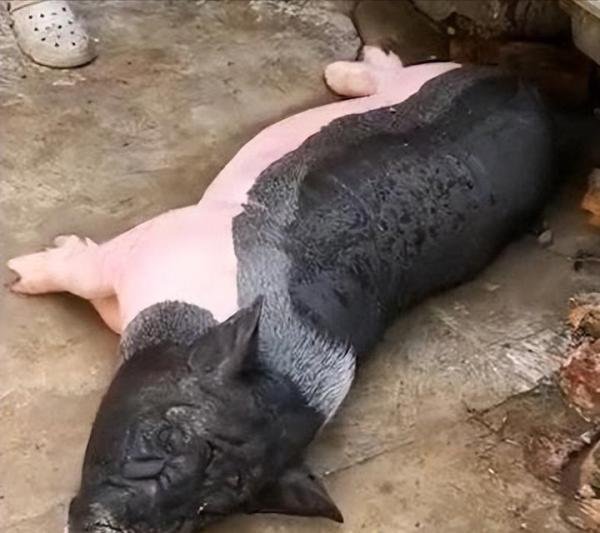 网购8斤小香猪一年长到140斤 网友：本来想养个宠物，不小心致富了