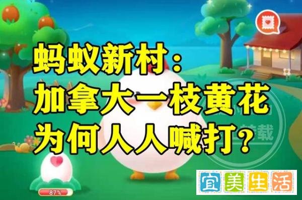 蚂蚁新村加拿大一枝黄花答案 加拿大一枝黄花为什么人人喊打?