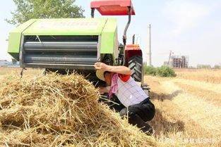 小麦发芽上百台收割机下不了高速农民和国家的损失谁来弥补？