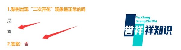 梨树出现“二次开花”现象是正常的吗