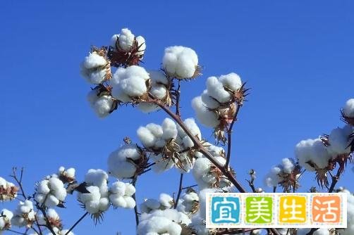 棉花的四种经济作物：亚洲棉、非洲棉、陆地棉和海岛棉