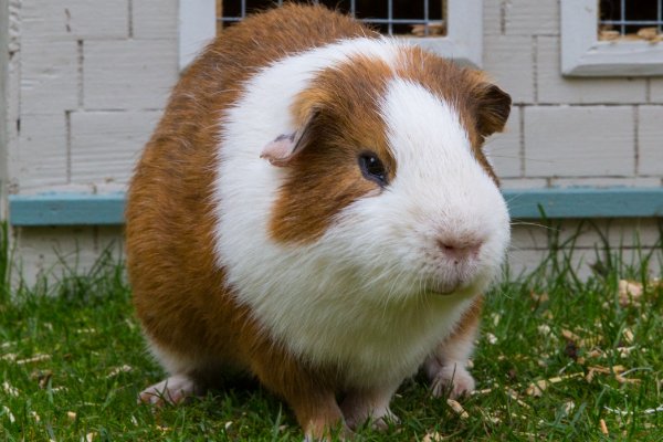 guinea pig怎么读