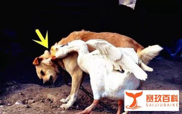 飞来的横祸!76岁老人被大鹅咬伤致残,鹅的攻击性到底有多可怕?