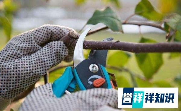 “早春苹果挨一刀”的作用是啥？“挨刀”时间如何把控？如何操作
