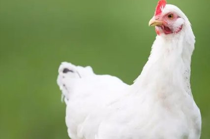 中国十大蛋鸡排行榜