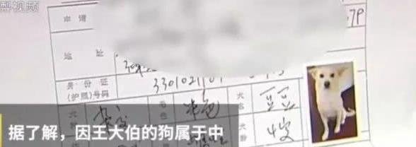 中华田园犬能办狗证了！深圳修改禁养犬，土狗终于不被歧视