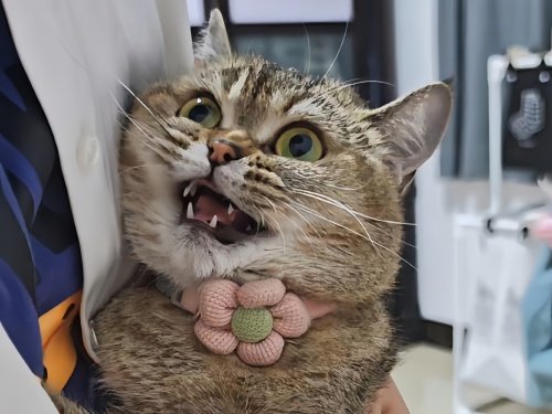 主动要求戴肛塞尾巴的小猫