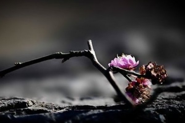 请问：殇是什么意思？