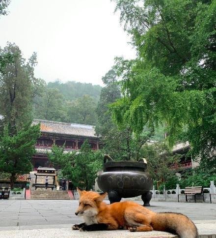 小狐狸频繁现身北京潭柘寺 这是咋情况？