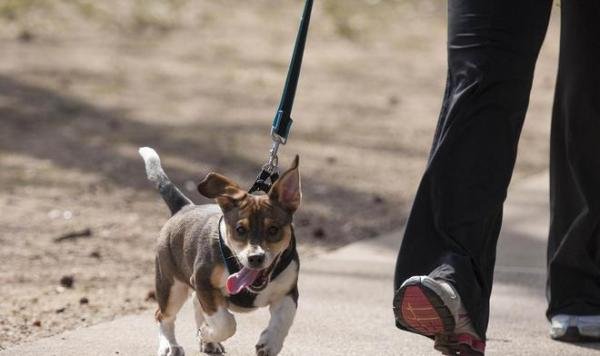 女子遛狗吓哭小孩，被老太太拿垃圾桶追砸