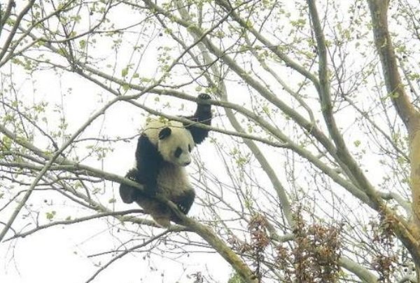 陕西秦岭大熊猫上树折樱桃花，大熊猫也吃樱树花吗？