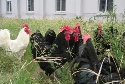 中国十大蛋鸡排行榜