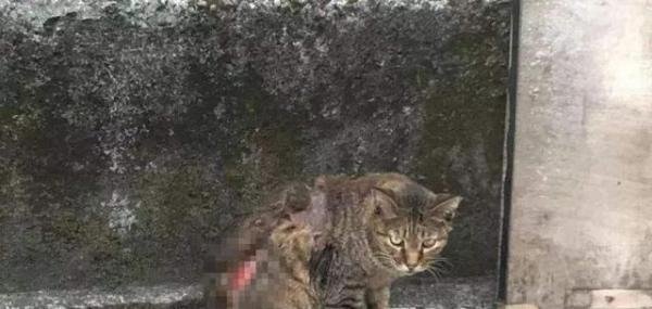 教育局回应高中男生摔猫踢猫 这是咋情况？