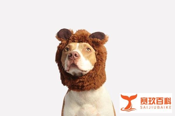 【震惊】俄罗斯棕熊惨案：父子双亡，35流浪狗陪葬！