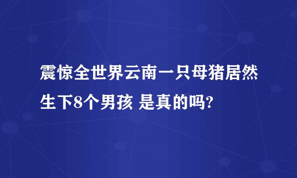 震惊全世界云南一只母猪居然生下8个男孩 是真的吗?