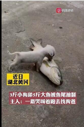3斤小狗舔5斤大鱼被鱼尾抽翻 这是咋情况？