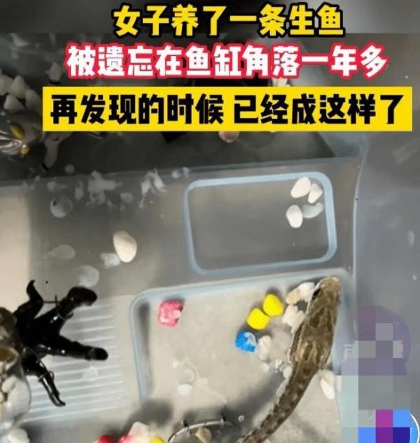 黑鱼被遗忘洗手间存活11个月掉色 这是咋情况?