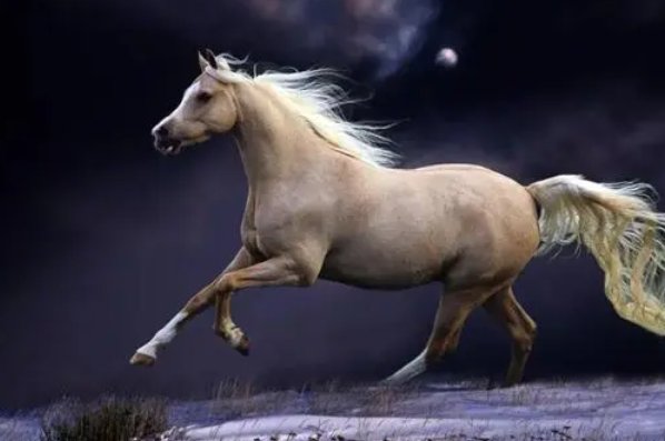 树大遮天打一准确生肖