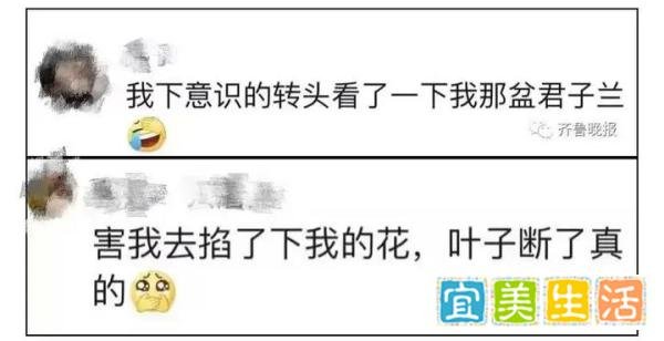 定闹钟浇水！女子养了半年的花，竟是…